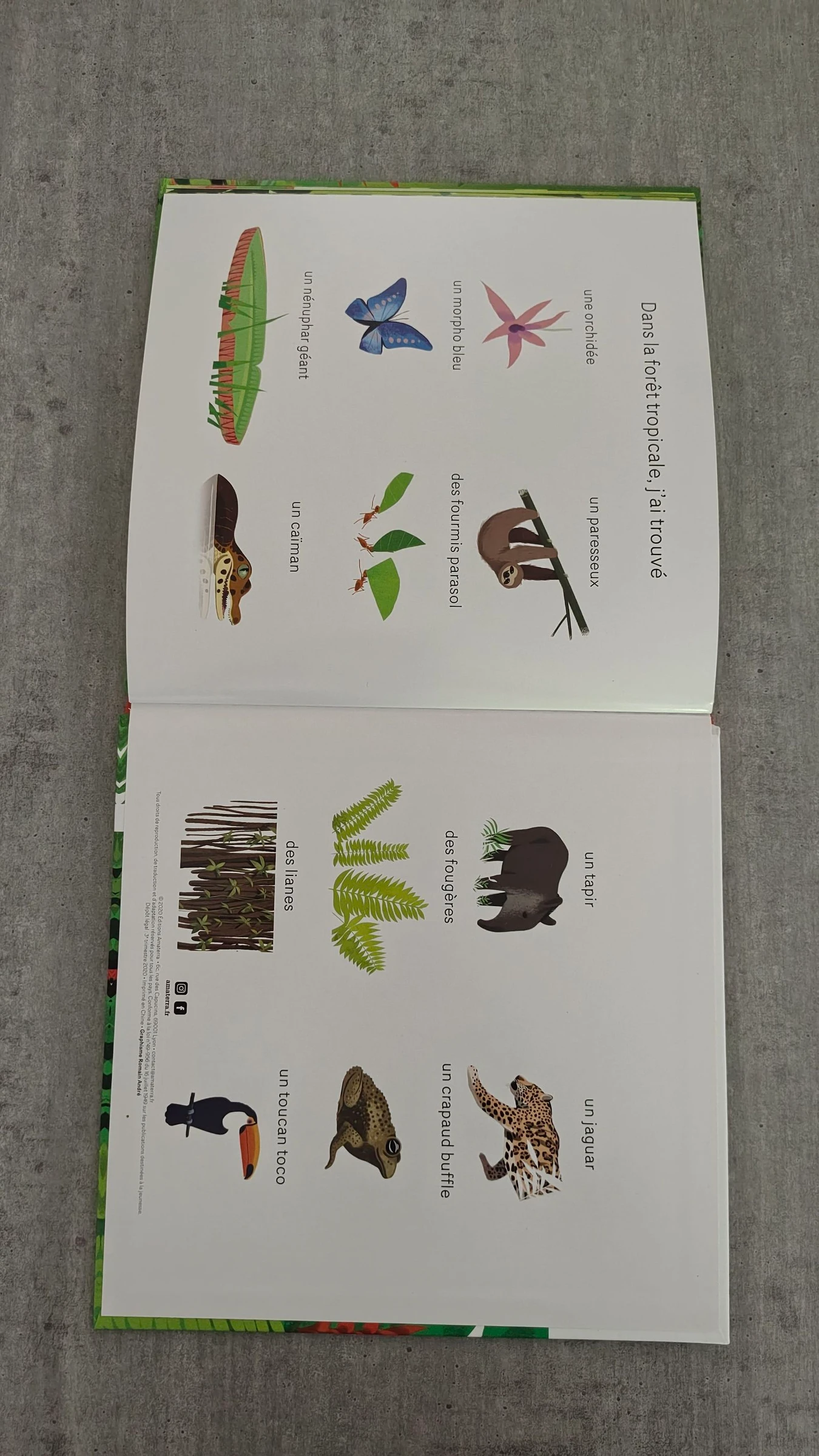 Libro "Escondido en la selva tropical" - Álbum para niños – photo 6